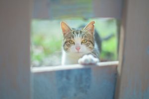 猫が脱走する理由と対処法！防止策はどうすればいい？