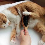 猫の抜け毛が多い時期と対策!ひどい時に考えられる病気とは?