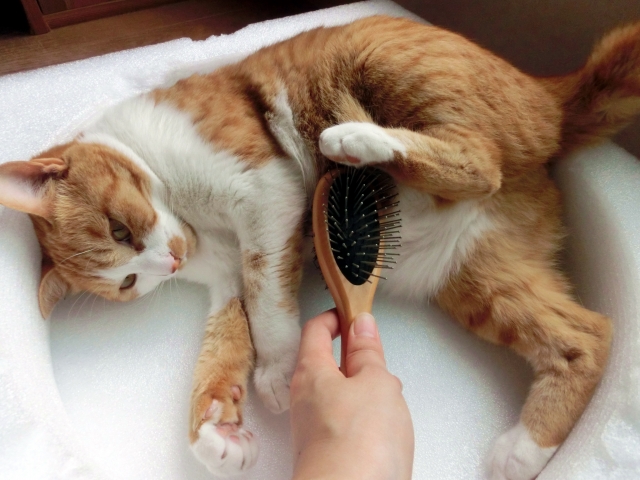 猫の抜け毛が多い時期と対策！ひどい時に考えられる病気とは？