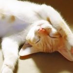 猫のダニの種類と駆除方法!人間にも影響はあるの?