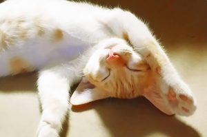 猫のダニの種類と駆除方法!人間にも影響はあるの?