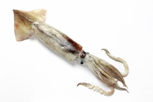 猫にイカがダメな理由と食べた時の対処法！加熱したら大丈夫？