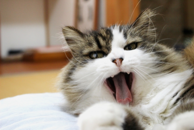 猫の口内炎の症状と原因！治療法と予防法について