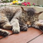 猫がけいれんを起こす原因と対処法!疑われる病気とは?