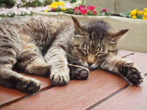 猫がけいれんを起こす原因と対処法！疑われる病気とは？