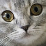 猫の目の色の種類と変化!病気との関係など知っておきたいこと