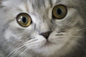 猫の目の色の種類と変化!病気との関係など知っておきたいこと