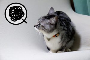 猫の嫌いな物・人と対策