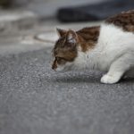 猫が後をついてくる理由と対処法