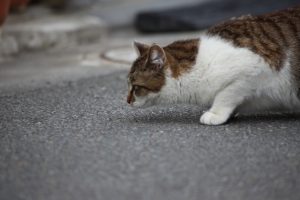 猫が後をついてくる理由と対処法