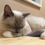 猫のラグドールの特徴や性格！かかりやすい病気や飼育のポイントは？