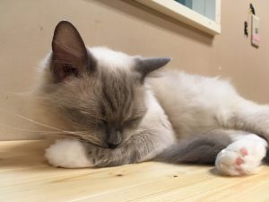 猫のラグドールの特徴や性格!かかりやすい病気や飼育のポイントは?