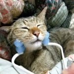 猫のしゃっくりの原因と対策、止め方！病気が分かる事もあるの？