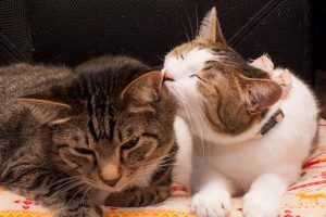 猫が頭突きをするには理由がある？仲良くなるための対処法