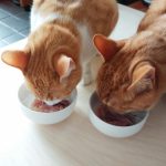 猫のご飯の時間・回数・量と食べない時の対処法
