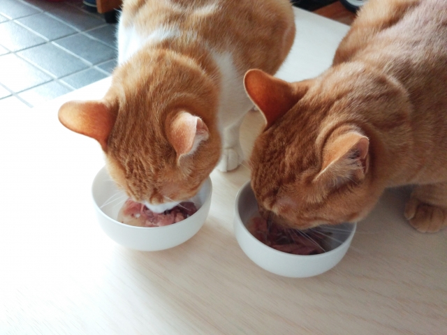 猫のご飯の時間・回数・量と食べない時の対処法