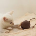 猫がネズミを捕まえてくる理由？食べると病気になるの？