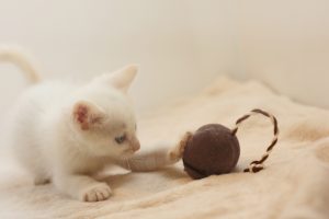 猫がネズミを捕まえてくる理由？食べると病気になるの？