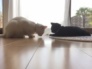 猫の去勢後の変化と術後の注意点！発情はしなくなる？