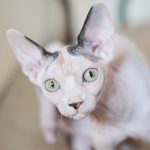 猫のスフィンクスの値段・性格・寿命!アレルギーでも飼えるの?