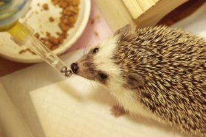 ハリネズミの飼い方は難しい？飼育の基本と注意点