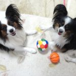 パピヨンの性格の特徴と寿命について