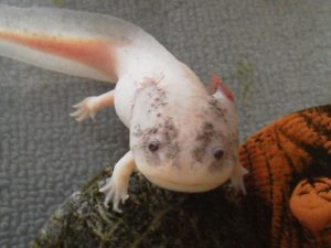 ウーパールーパーの性別の見分け方について