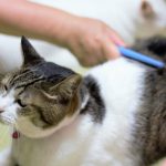 猫の長毛種のブラッシングとシャンプーについて
