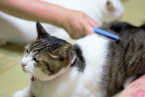 猫の長毛種のブラッシングとシャンプーについて