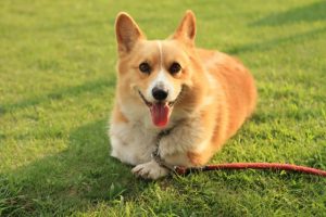 コーギーの寿命は短い?気を付ける病気と長生きの秘訣