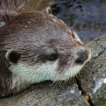 カワウソの飼育方法と必要な物・注意点について