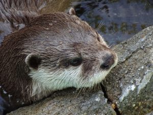 カワウソの飼育方法と必要な物・注意点について
