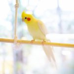 オカメインコの餌の量と配合、食べない時の対処法について