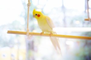 オカメインコのケージのおすすめは？置き場所や掃除の方法と頻度