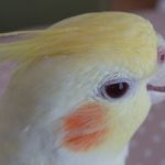 オカメインコの鳴き声対策は？マンションでも苦情はこない？
