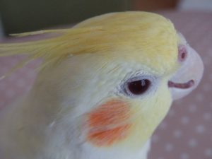 オカメインコの鳴き声対策は？マンションでも苦情はこない？