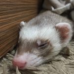 フェレットの飼い方と注意点（初心者・一人暮らし向け）