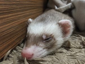 フェレットのケージのおすすめと噛む・脱走の対策について