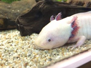 ウーパールーパーの水槽の立ち上げ方と掃除方法