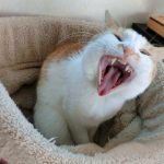 猫の歯の生え変わる年齢や注意点！成猫の場合は病気なの？