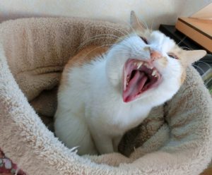 猫の歯の生え変わる年齢や注意点！成猫の場合は病気なの？