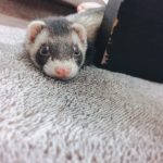 フェレットの寿命はどの位？気を付ける病気と長生きの秘訣は？