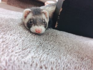 フェレットの寿命はどの位？気を付ける病気と長生きの秘訣は？