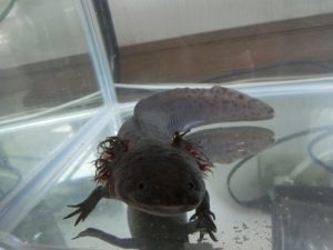 ウーパールーパーと混泳できる魚や貝について