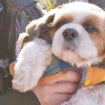 シーズーの寿命の平均は?かかりやすい病気と長生きの秘訣