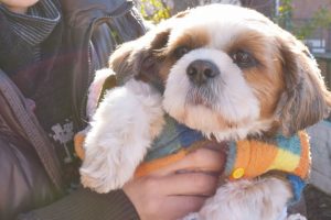 シーズーの寿命の平均は？かかりやすい病気と長生きの秘訣