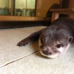 カワウソでペットに出来る種類と値段・寿命について