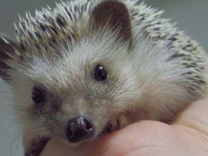 ハリネズミの床材のおすすめ素材3つと注意したい素材について