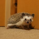 ハリネズミの針が抜ける原因と対処法