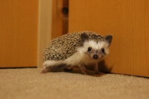 ハリネズミの針が抜ける原因と対処法